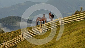 Herd of Mustang horses gallop through sagebrush, meadows, and trees in the foothills of the mountain range