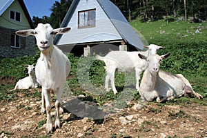 Herd of the nanny goats