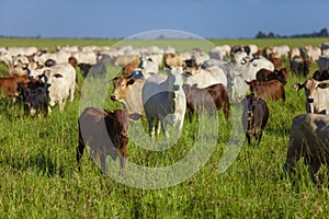 Herd of Nellore cows with their Bonsmara calves photo