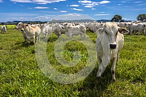 Herd of Nelore cattle grazing in a pasture photo