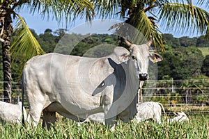 Herd of Nelore cattle grazing in a pasture photo