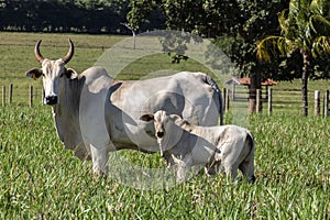 Herd of Nelore cattle grazing in a pasture photo