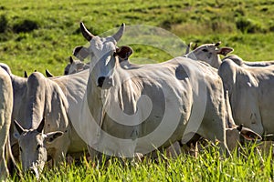 Herd of Nelore cattle grazing in a pasture photo