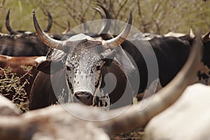 Herd of nguni cattle