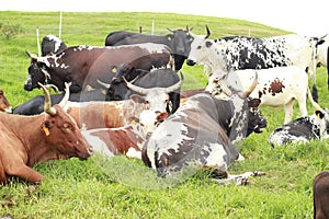 Herd of Nguni Cattle in a field