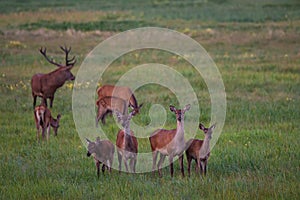 Herd Of Noble Deer Cervidae Graze On A Green Meadow With Dandelions. Eight Different Ages Red Deer: One Stag And Seven Females