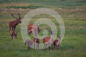 Herd Of Noble Deer Cervidae Graze On A Green Meadow With Dandelions. Eight Different Ages Red Deer: One Stag And Seven Females photo