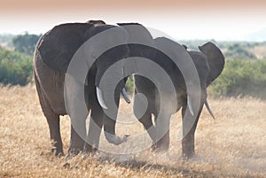 Herd ofelephant in Amboseli National park
