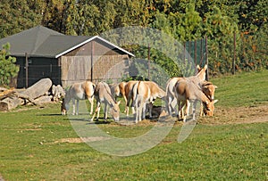 Herd of onagers