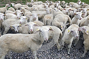 The herd of one year old lambs on farm