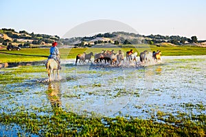 The herd and onrushing coursers