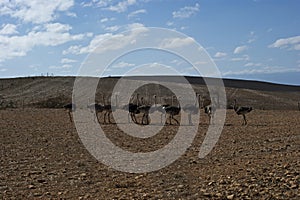 A herd of ostriches in a field