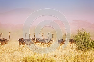 Herd of ostriches running in haze at savannah