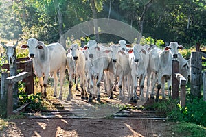 Herd of oxen at the gate