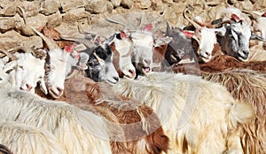 Herd of pashmina goats