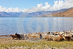 Herd of pashmina goats