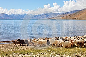 Herd of pashmina goats photo