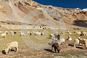 Herd of Pashmina sheep and goats in Himalayas. Himachal Pradesh, photo