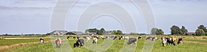 Herd of pasture cows in a wide Dutch landscape peaceful and sunny with a blue sky on the horizon