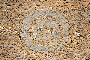 Herd of Persian onager in wild