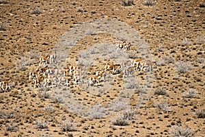 Herd of Persian onager in wild