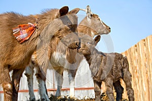 The herd of pets goats.