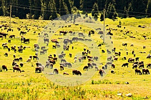 Herd of pets in the mountains