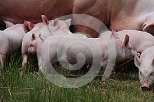 Herd of piglets on animal farm summetime