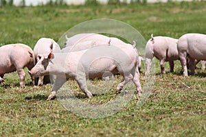 Herd of piglets on animal farm summetime