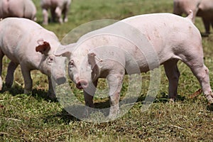 Herd of piglets on animal farm summetime