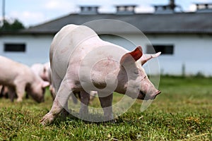 Herd of piglets on animal farm summetime photo