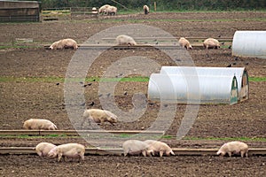 Herd of pigs