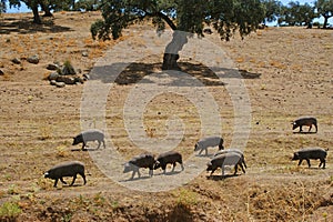 Herd of pigs eating dry pasture in summer