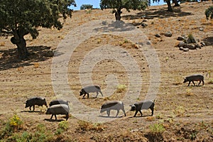 Herd of pigs eating dry pasture in summer