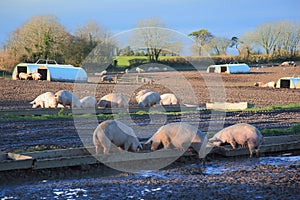 Herd of pigs on the farm