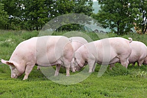 Herd of pigs grazing at bio eco animal farm