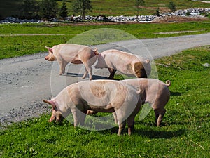 Herd of pigs on a pasture
