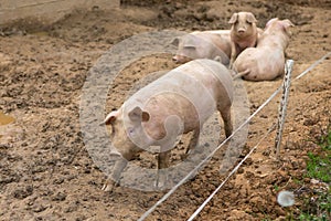 Herd of pigs at pig breeding farm