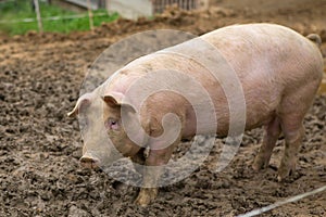 Herd of pigs at pig breeding farm