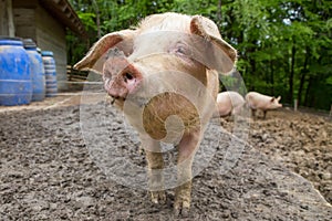 Herd of pigs at pig breeding farm