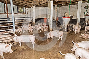 Herd of Pigs in the Pigsty