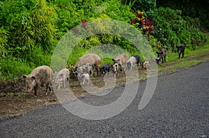 Herd of pigs in the street in Samo photo