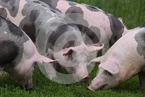 Herd of pigs on summer pasture photo