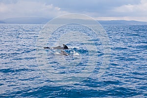 Herd of pilot whales swimming in Atlantic Ocean