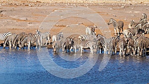 A Herd of plain zebra ( Equus Burchelli) drinking at the Okaukuejo waterhole, Etosha National Park, Namibia.