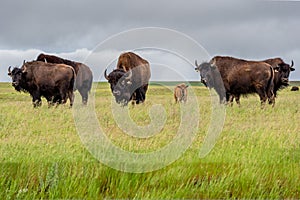 A herd of plains bison with baby calf in a pasture in Saskatchewan, Canada photo