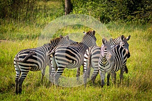 Herd of plains zebra, equus quagga, equus burchellii, common zebra, Lake Mburo National Park, Uganda.