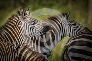 Herd of plains zebra, equus quagga, equus burchellii, common zebra, Lake Mburo National Park, Uganda.