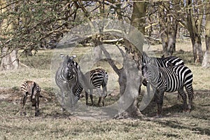 herd Plains Zebra which stands in the shade of acacias on a hot, sunny day