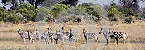 Herd of Plains Zebras